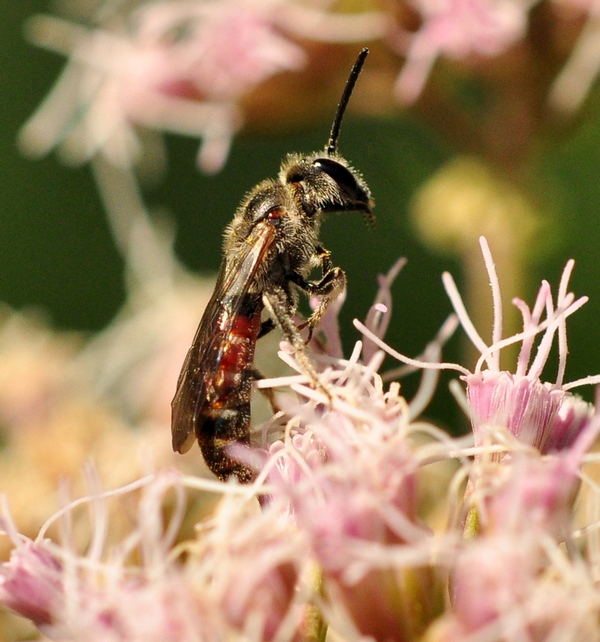 Maschio di Lasioglossum sp.